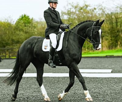 SMART Elite Dressage