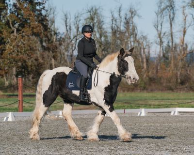 SMART Elite Dressage